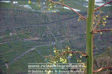 Spanien | Kanaren | Provinz Santa Cruz de Tenerife | La Palma | Tazacorte | Mirador El Time | Blick auf Barranco de las Angustinas |