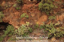 Spanien | Kanaren | Provinz Santa Cruz de Tenerife | La Palma | Tazacorte |