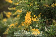 Spanien | Kanaren | Provinz Santa Cruz de Tenerife | La Palma | San Andrés y Sauces | Lorbeerwald Los Tilos |