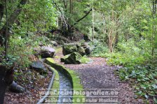 Spanien | Kanaren | Provinz Santa Cruz de Tenerife | La Palma | San Andrés y Sauces | Lorbeerwald Los Tilos |