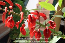 Spanien | Kanaren | Provinz Las Palmas | Lanzarote | Playa Blanca | Hotel Cay Beach Sun |