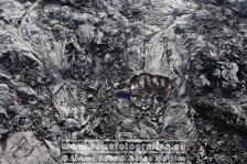 Spanien | Kanaren | Provinz Santa Cruz de Tenerife | La Palma | Los Llanos de Aridane | Las Manchas | Cueva de Las Palomas |