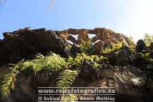 Spanien | Kanaren | Provinz Santa Cruz de Tenerife | La Palma | Los Llanos de Aridane | Parque Antonio Gómez Felipe |